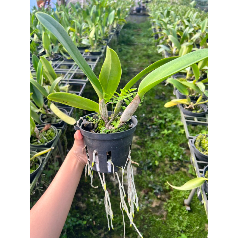 Cattleya Cây trưởng thành  Nhiều màu.