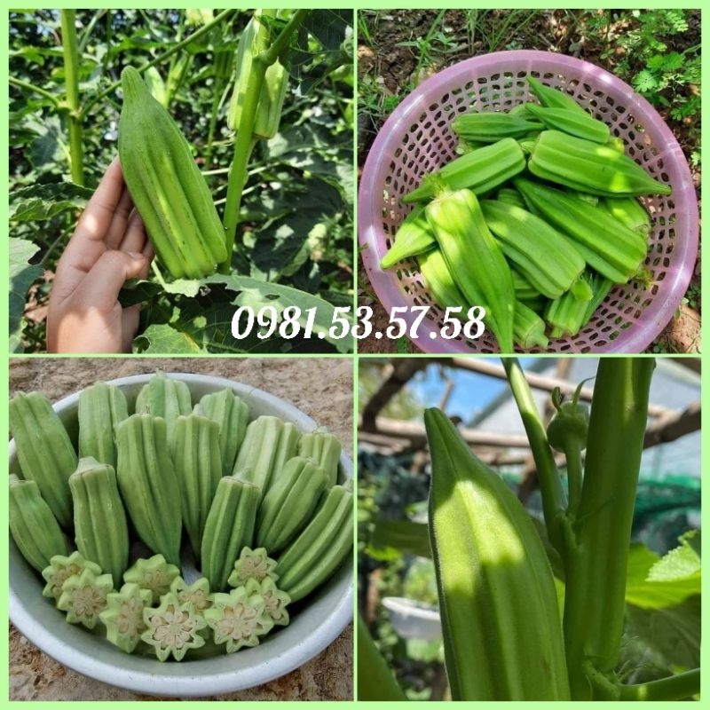 Hạt giống đậu bắp xanh khổng lồ gói 20 hạt
