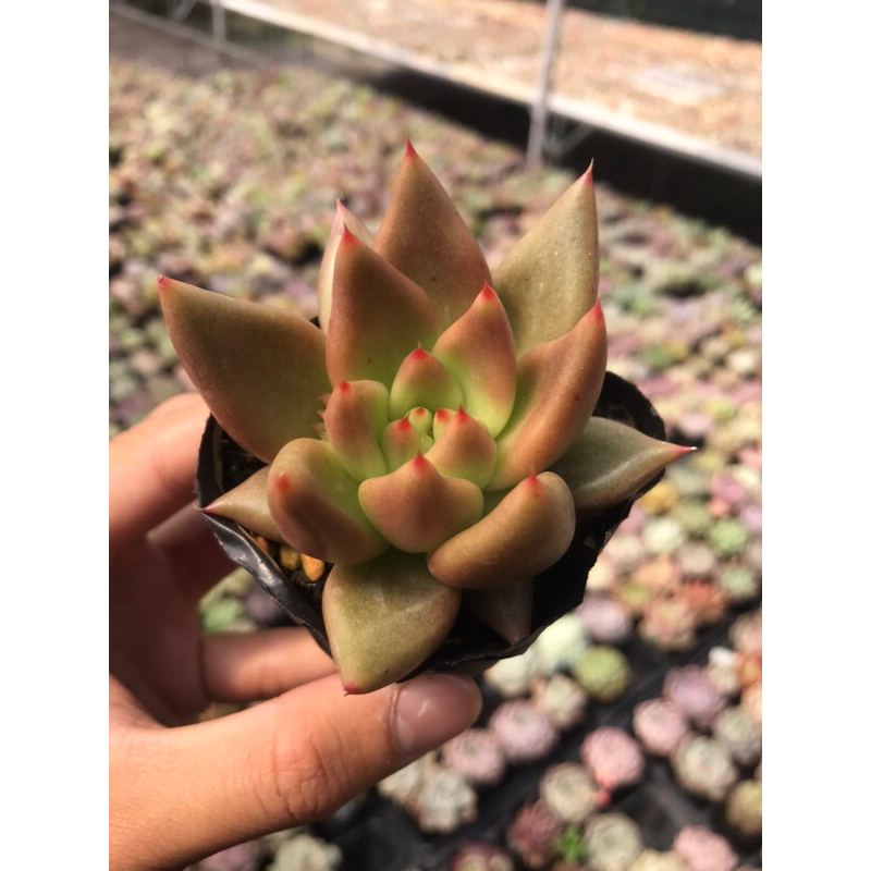 Sen đá Đế Vuốt Nâu Size Bầu