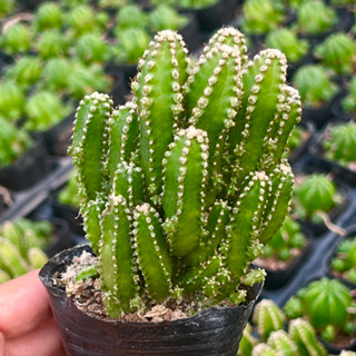 [CÓ GIÁ SỈ] xương rồng Thanh Sơn size bầu 4-5cm