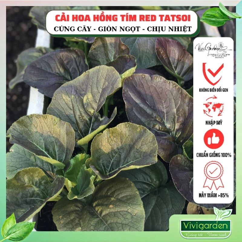 Gói 1gr Cải Hoa Hồng đỏ Red Tatsoi thơm ngon, giòn ngọt giàu dinh dưỡng, chịu nhiệt tốt có thể trồng quanh năm