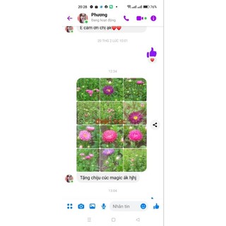 2000-3000 Hạt giống Cúc Đà Lạt, Cúc magic ( Chuẩn Đà Lạt)
