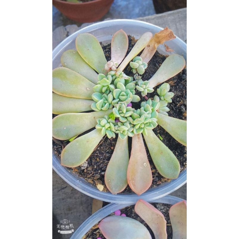 Mầm Sen Đá To Ra Rễ Dài Mix Nhiều Loại