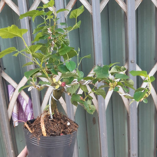 Cây dâu tằm bonsai SIÊU TRÁI