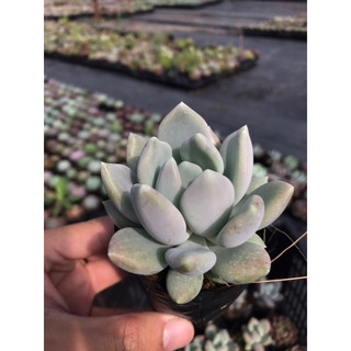 Sen đá sỏi xám size bầu lỗi 1 đổi 1