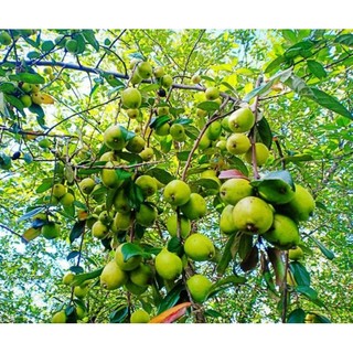 Táo mèo giống