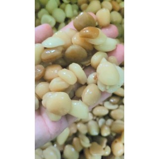 2kg hạt me sạch dẻo sấy khô(dùng làm đá me,nấu chè)