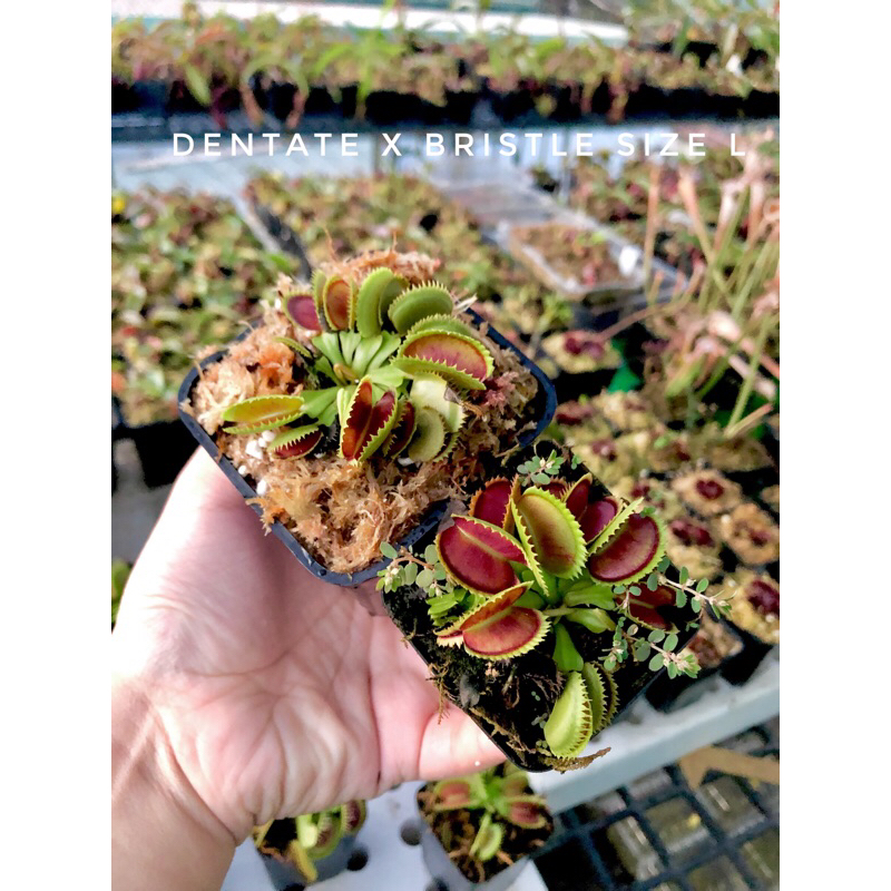 Cây bẫy kẹp-cây bắt mồi-cây ăn thịt-venus flytrap các loại-trồng terrarium