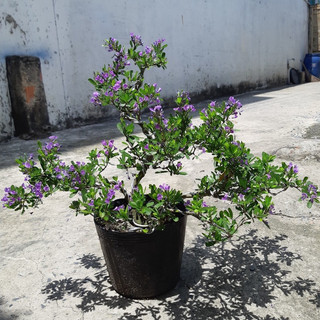 Linh sam bonsai lớn SIÊU BÔNG