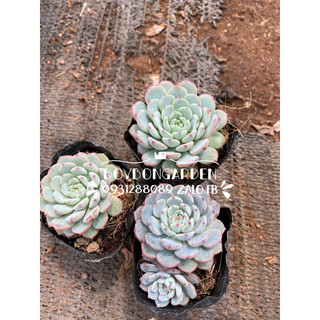 Cây sen đá minima echeveria Minima size 5-6cm_🌱sen bầu giống mới