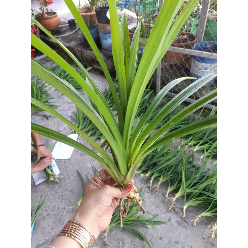 combo 60 lá dứa (lá nếp thơm)