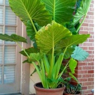 Củ ráy voi mini mua 20 tặng 10