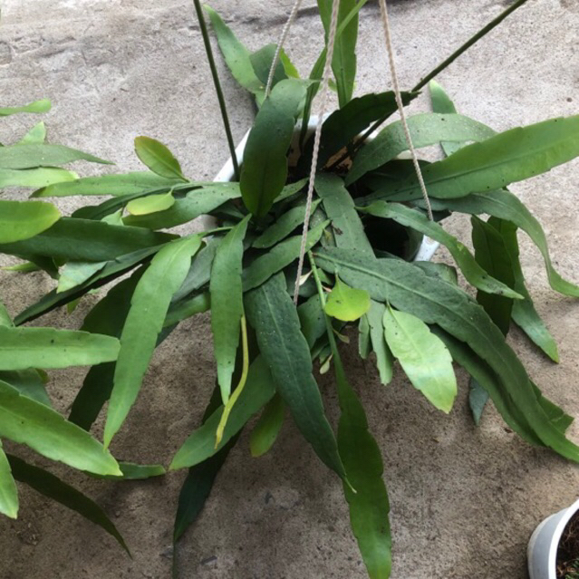 Quỳnh thái hoa trắng