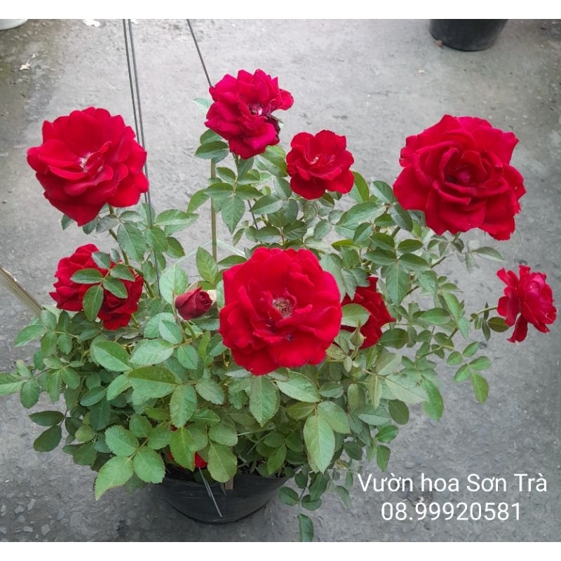 Cây HỒNG NHUNG ĐỎ siêu bông, thơm nhẹ, đang hoa.