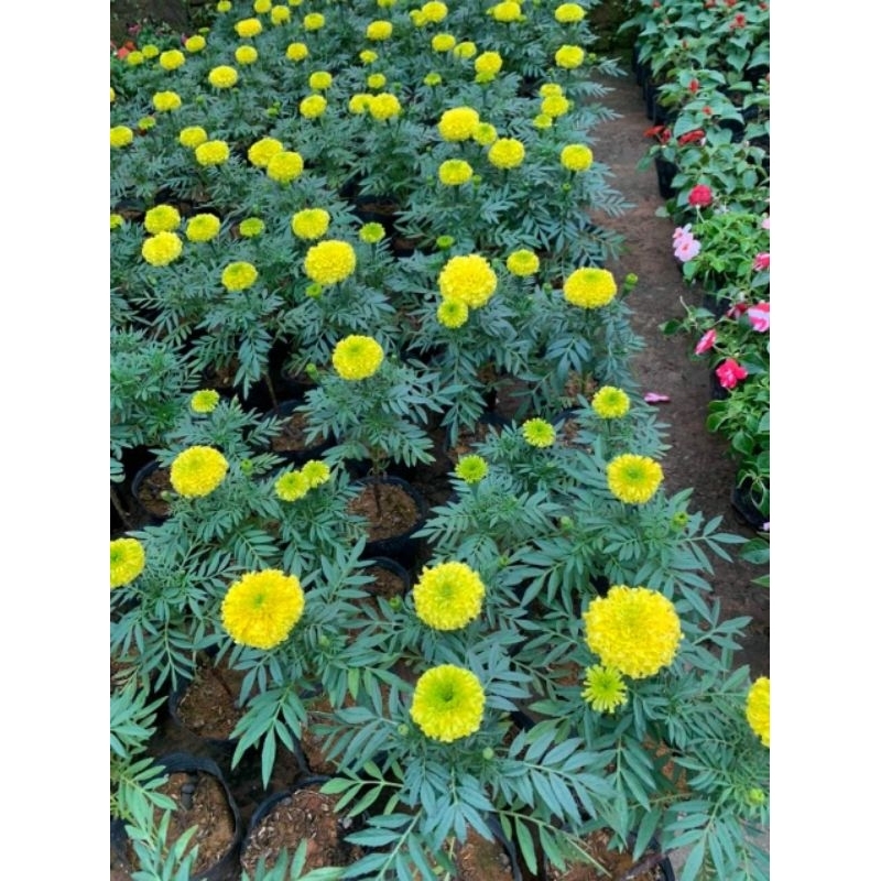hạt giống hoa cúc vạn thọ lùn pháp