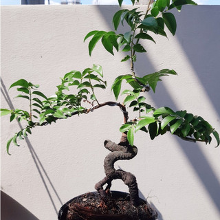 Khế Nhật bonsai Siêu trái
