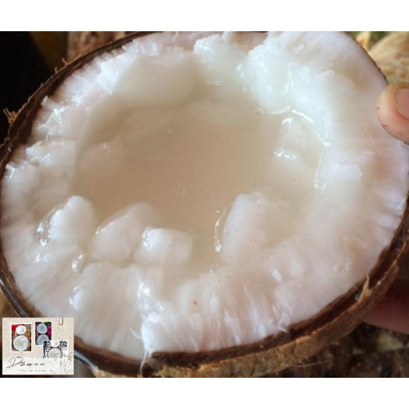 Dừa Sáp 1,3*1,5kg