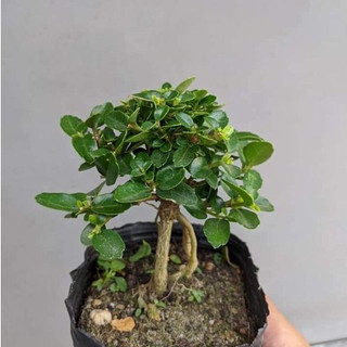 Sam hương INDO dáng QUÁI siêu mini