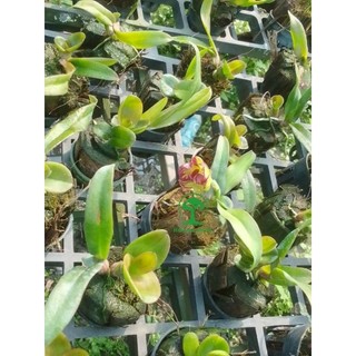 Hoa lan denro chớp vàng đỏ giống
