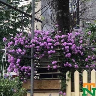 Hoa ngũ sắc rủ (cây giống)