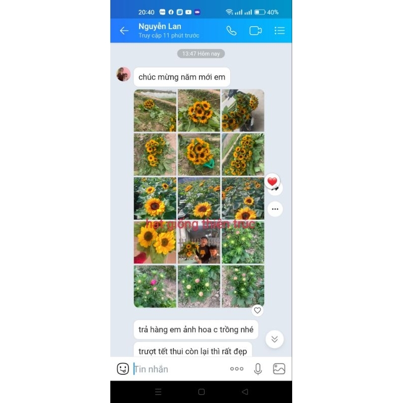 50 hạt giống hướng dương cắt cành sakata nhật bản chuẩn hình hoa