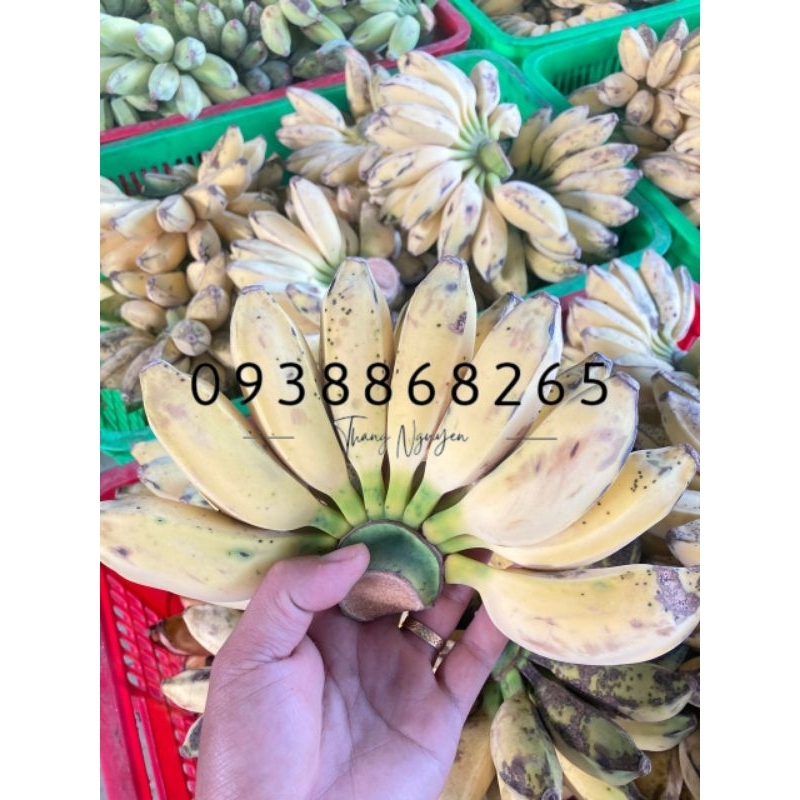 Chuối Sáp Nghệ dẻo, trái mập ú