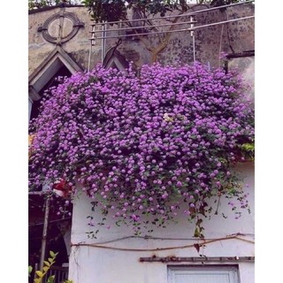 Hoa ngũ sắc rủ