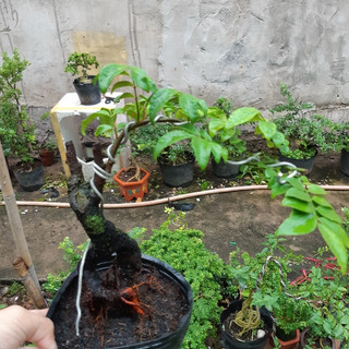Khế Nhật bonsai Siêu trái