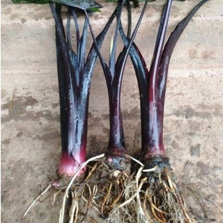 Cây khoai môn tím củ to mua 3 tặng 1
