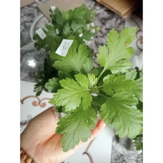 Cây giống cúc chi vàng rủ -hoa làm trà