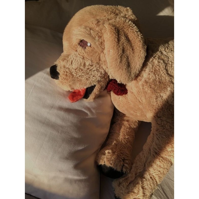 Combo voi Hàn Quốc và chó gold ikea