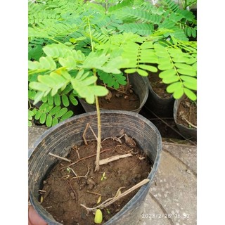 Cây con hoa phượng đỏ