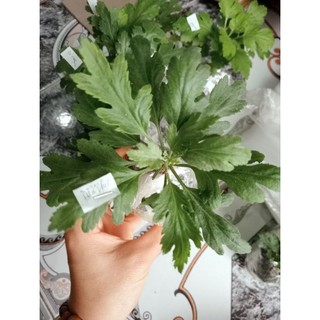 Cây giống cúc Tiểu thư