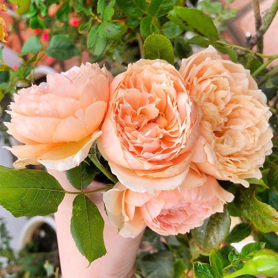 Hoa hồng leo Masora rose – Hoa hồng vàng mơ, thời tiết nóng hoa ngã vàng nhiều hơn