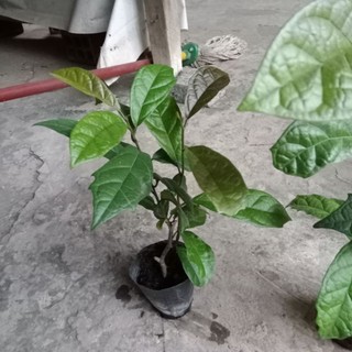 Cây xạ đen nhỡ hoặc 2 cây nhỏ
