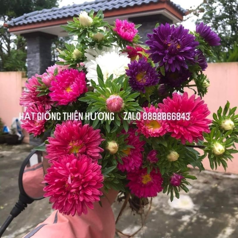 500 Hạt giống Hoa Cúc đà lạt, cúc 7 màu. Nãy mầm 100%