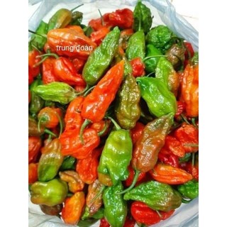 hạt giống ớt [các loại tự chọn]