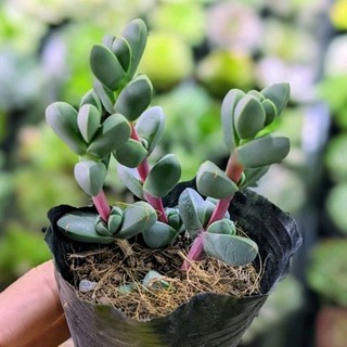 Sen đá tim bầu nhỏ - đã thuần khí hậu