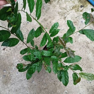 chậu cây xạ đen-vườn của boss