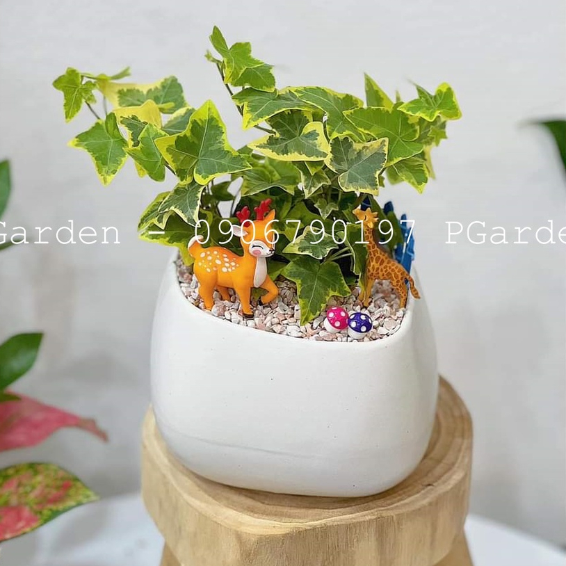 Cây thường xuân MIX CHẬU để bàn