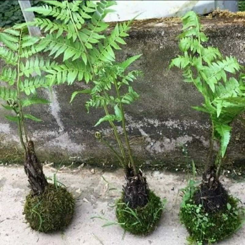 dương xỉ suối ( rau dớn )