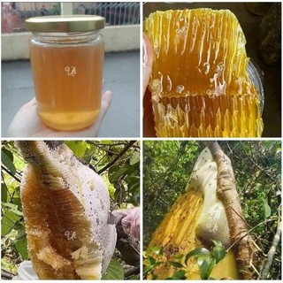 MẬT ONG KHOÁI RỪNG ĐIỆN BIÊN