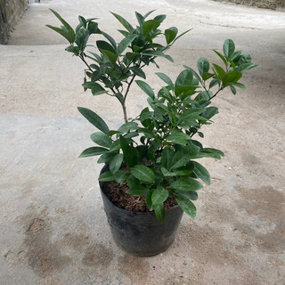 Cây chanh tứ quý (chanh ta) tán xum (Cây như hình)