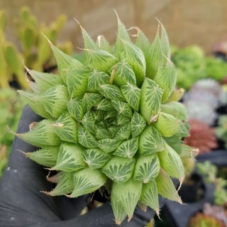 sen đá haworthia các loại