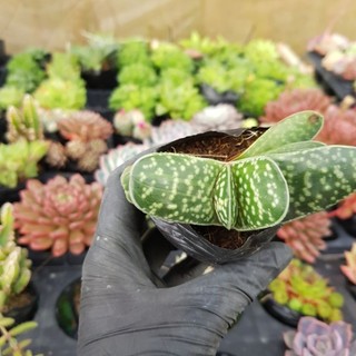 sen đá haworthia Mỏ vịt