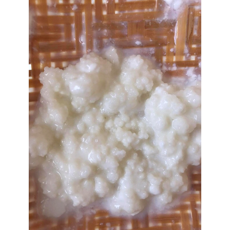 Nấm làm sữa chua Milk Kefir Grain