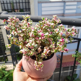 Sen Đôla MIX CHẬU để bàn