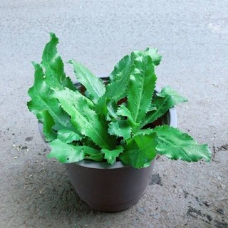 Chậu nhựa đen 10x10 Cây ngò gai, rau mùi tàu