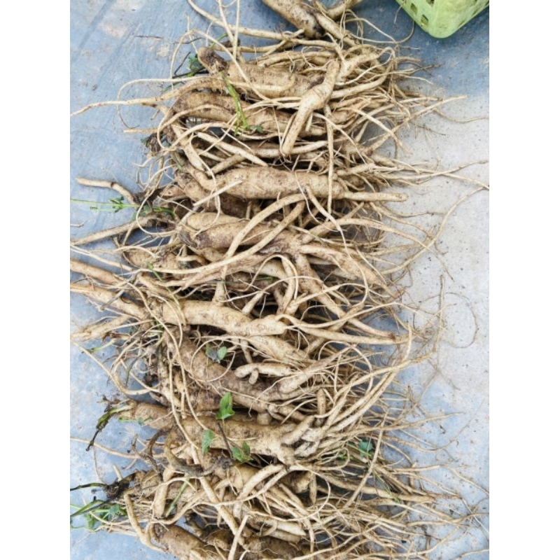 Sâm dây Ngọc Linh, Sâm tươi 5-6 củ/kg