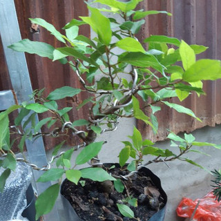 Cây sung bonsai SIÊU TRÁI